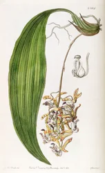 Cirrhaea loddigesii